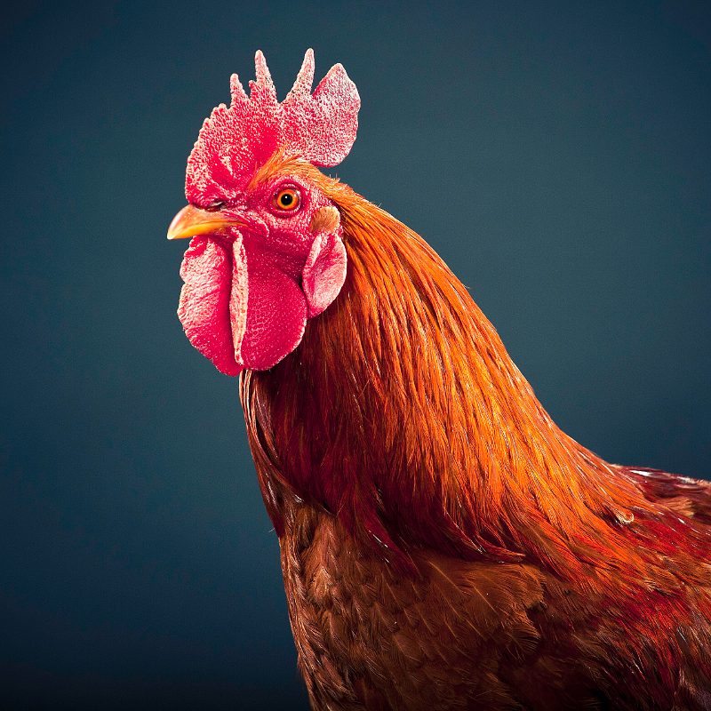 A red rooster mid-crow, head thrown back